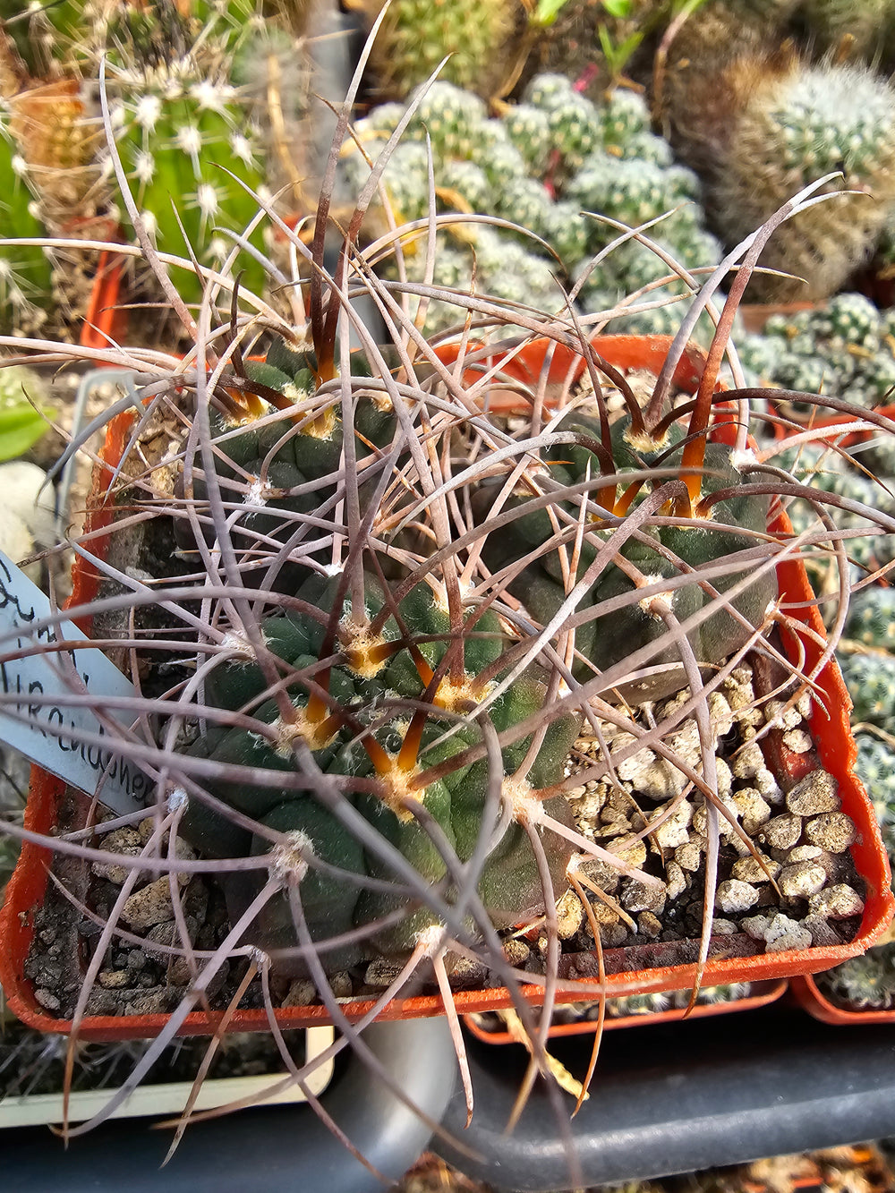 Gymnocalycium guanchinense v. mirandaense LF 16a  10 SEEDS RARE cactus succulents seeds