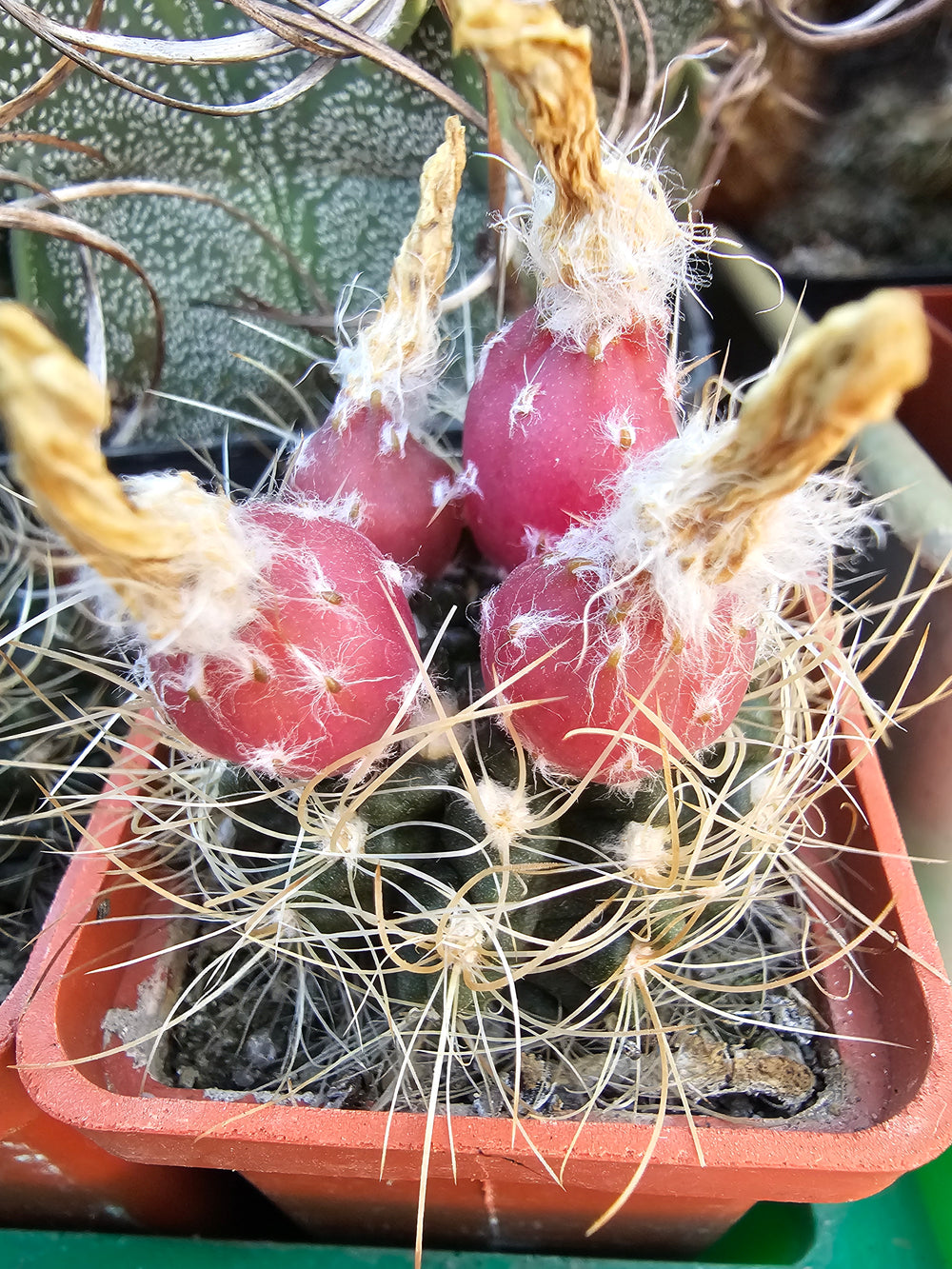 Pirrhocactus  JN 1332, Portofino, Atacama, Chile, 13m. -10 seeds