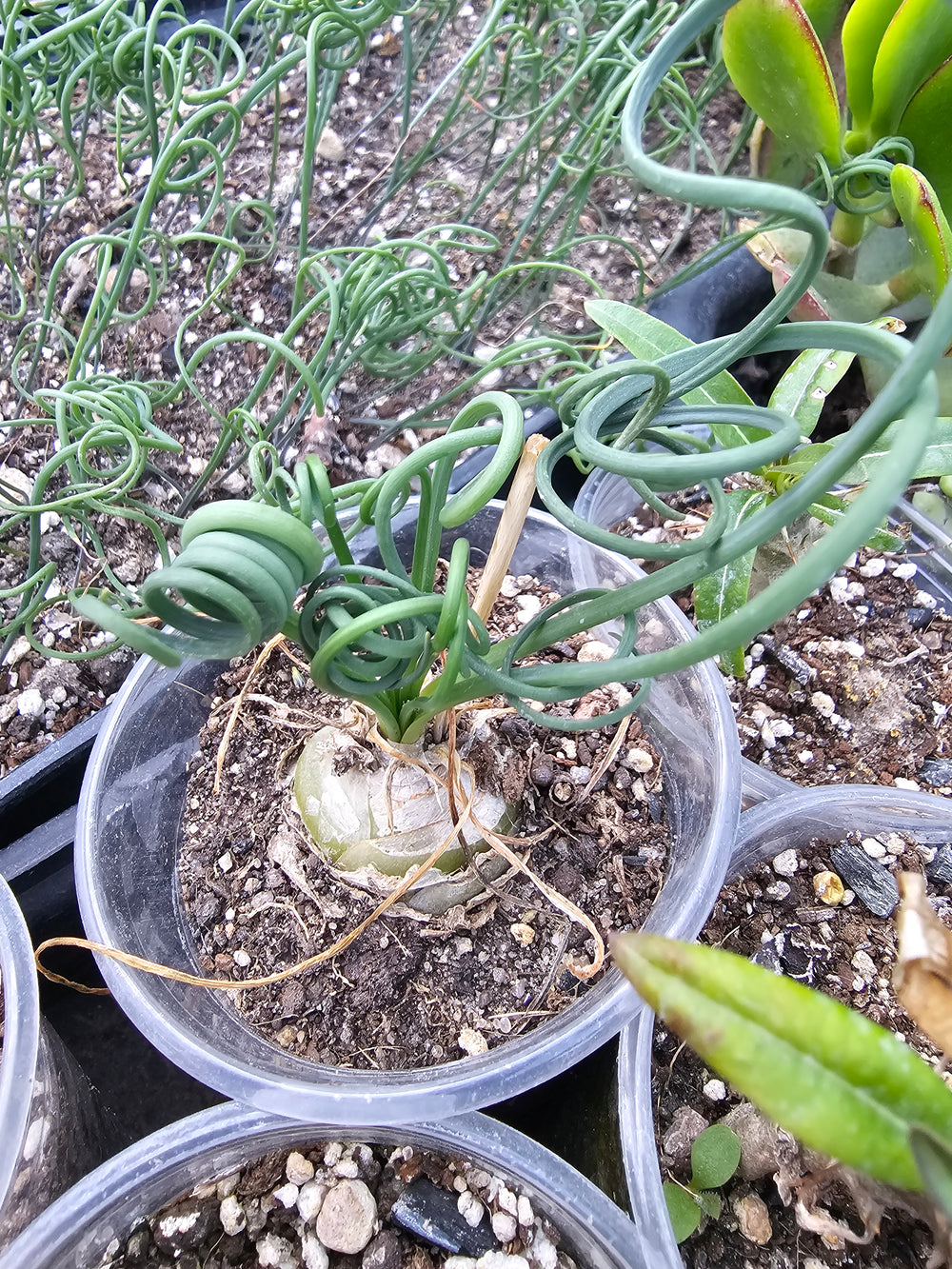 Albuca spiralis 20 fresh seeds