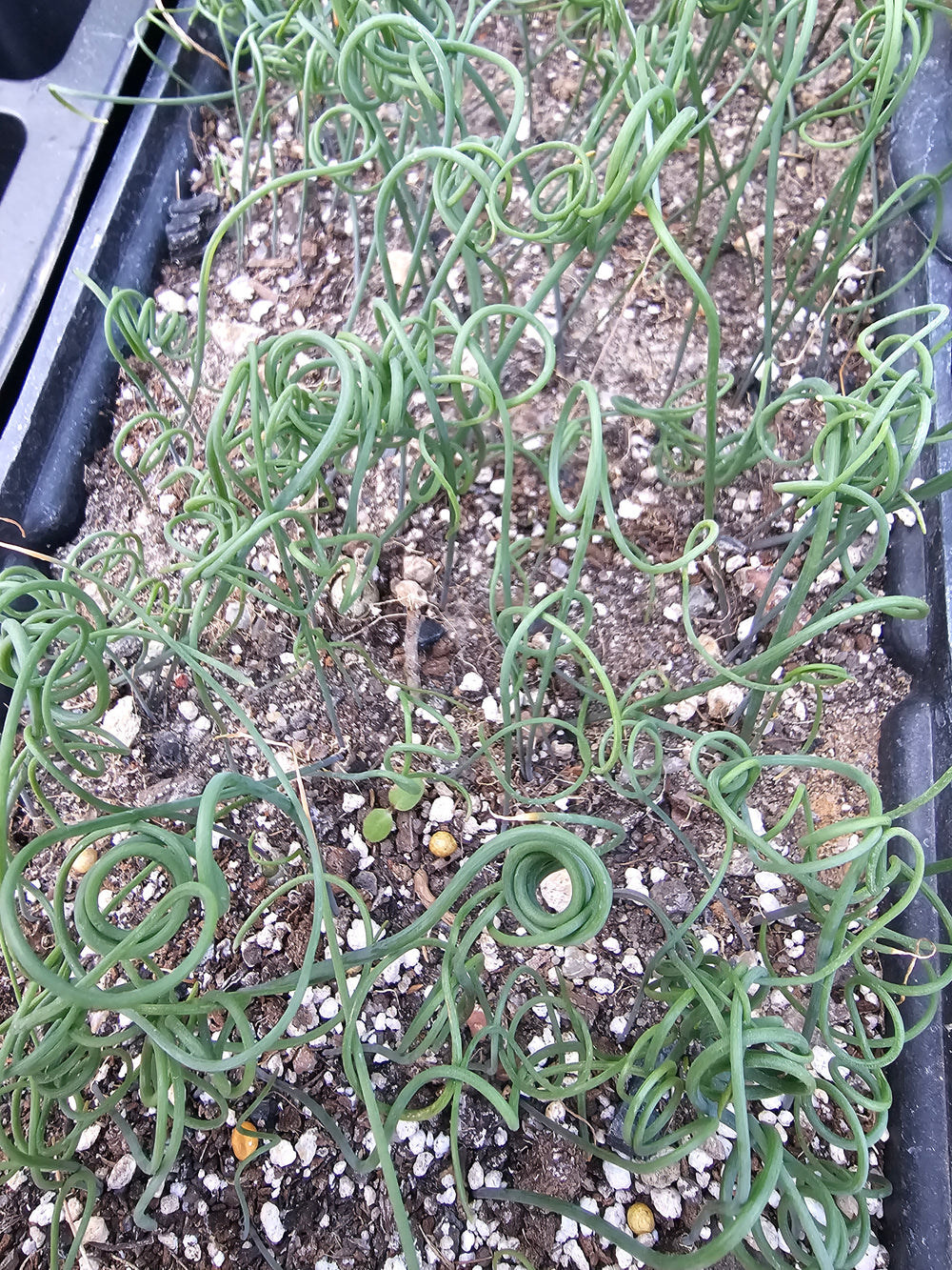 Albuca spiralis 20 fresh seeds