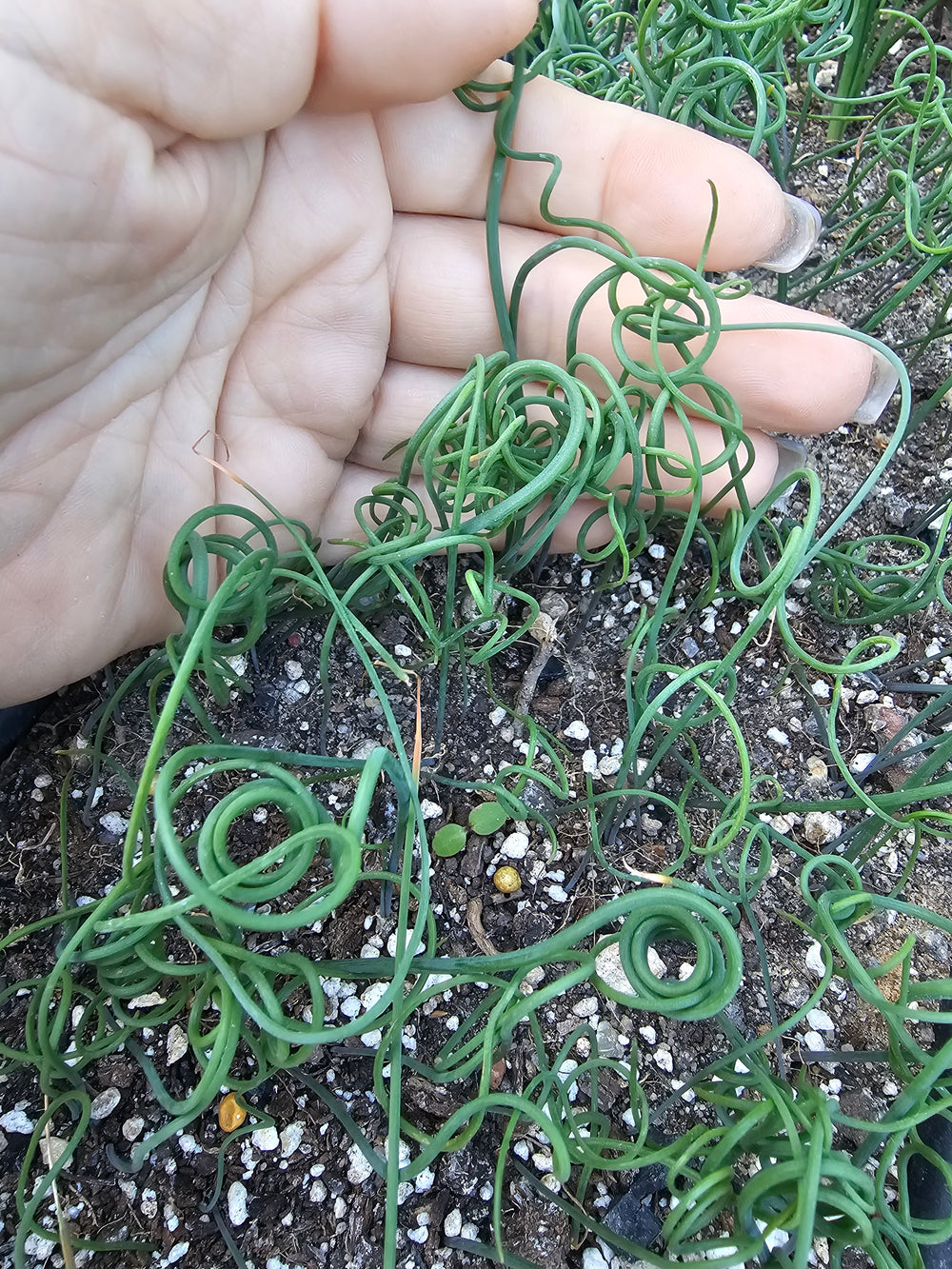 Albuca spiralis 20 fresh seeds