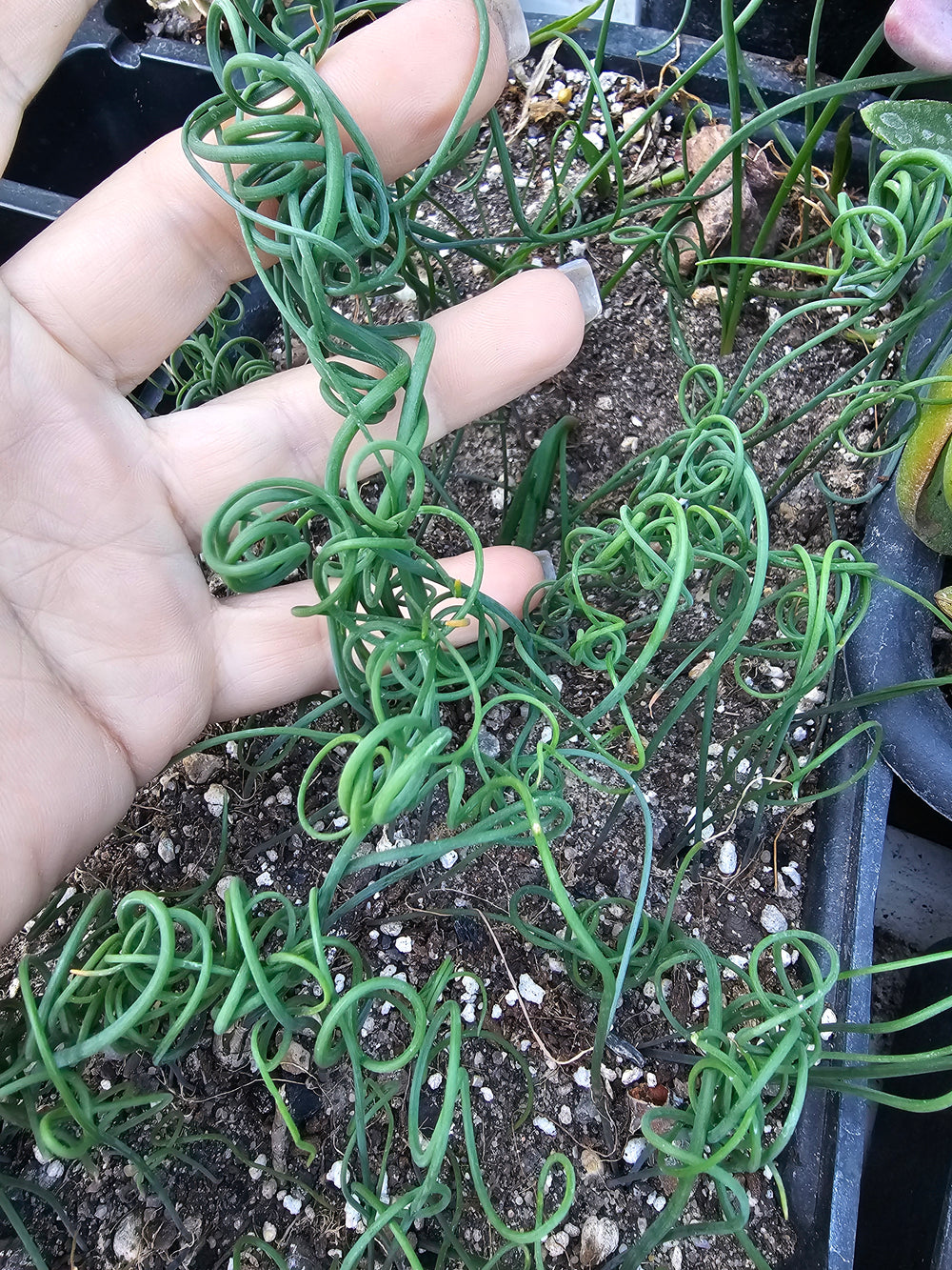 Albuca spiralis 20 fresh seeds