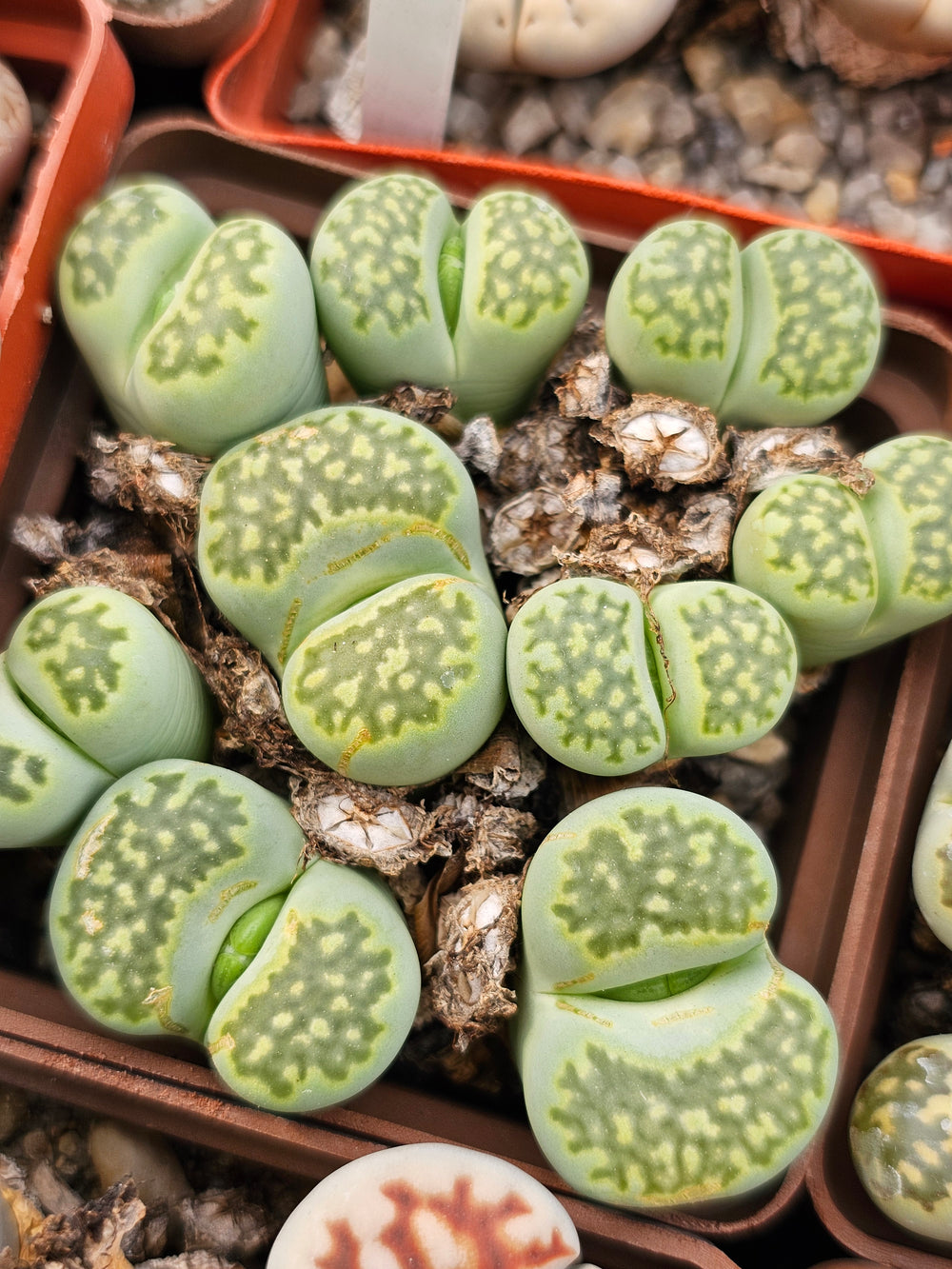 Lithops julii ssp. fulleri 'Fullergreen' C056A   - 20 fresh seeds