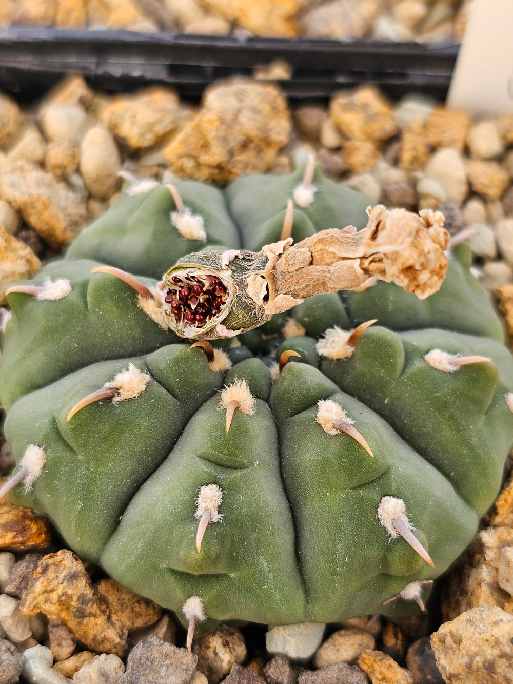 Gymnocalycium vatteri var unguispinum RARE 10 fresch seeds