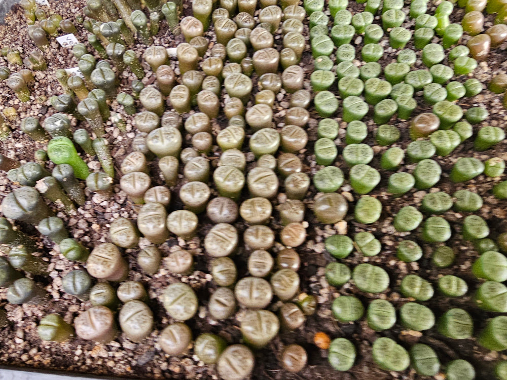 Lithops fulviceps v. lydiae   - 20 fresh seeds