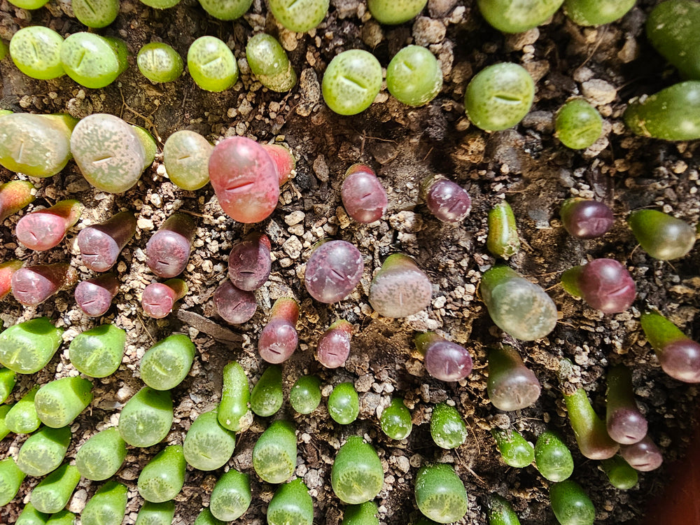 Lithops fulviceps v. lydiae   - 20 fresh seeds