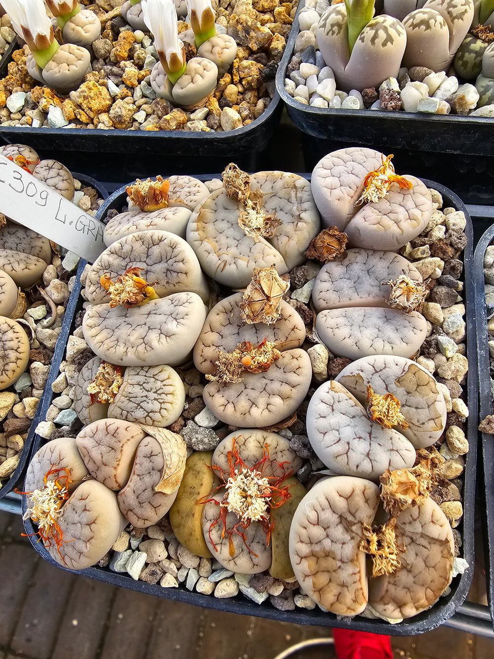 lithops gracilidelineata  c 309- 20 seeds fresh