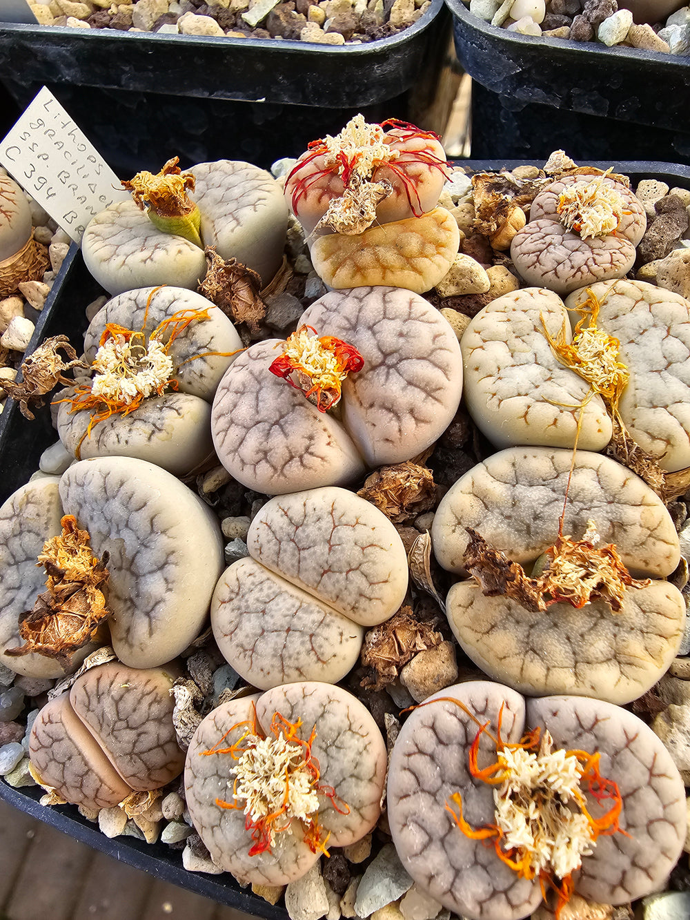 lithops gracilidelineata v. brandbergensis c 394- 20 seeds fresh