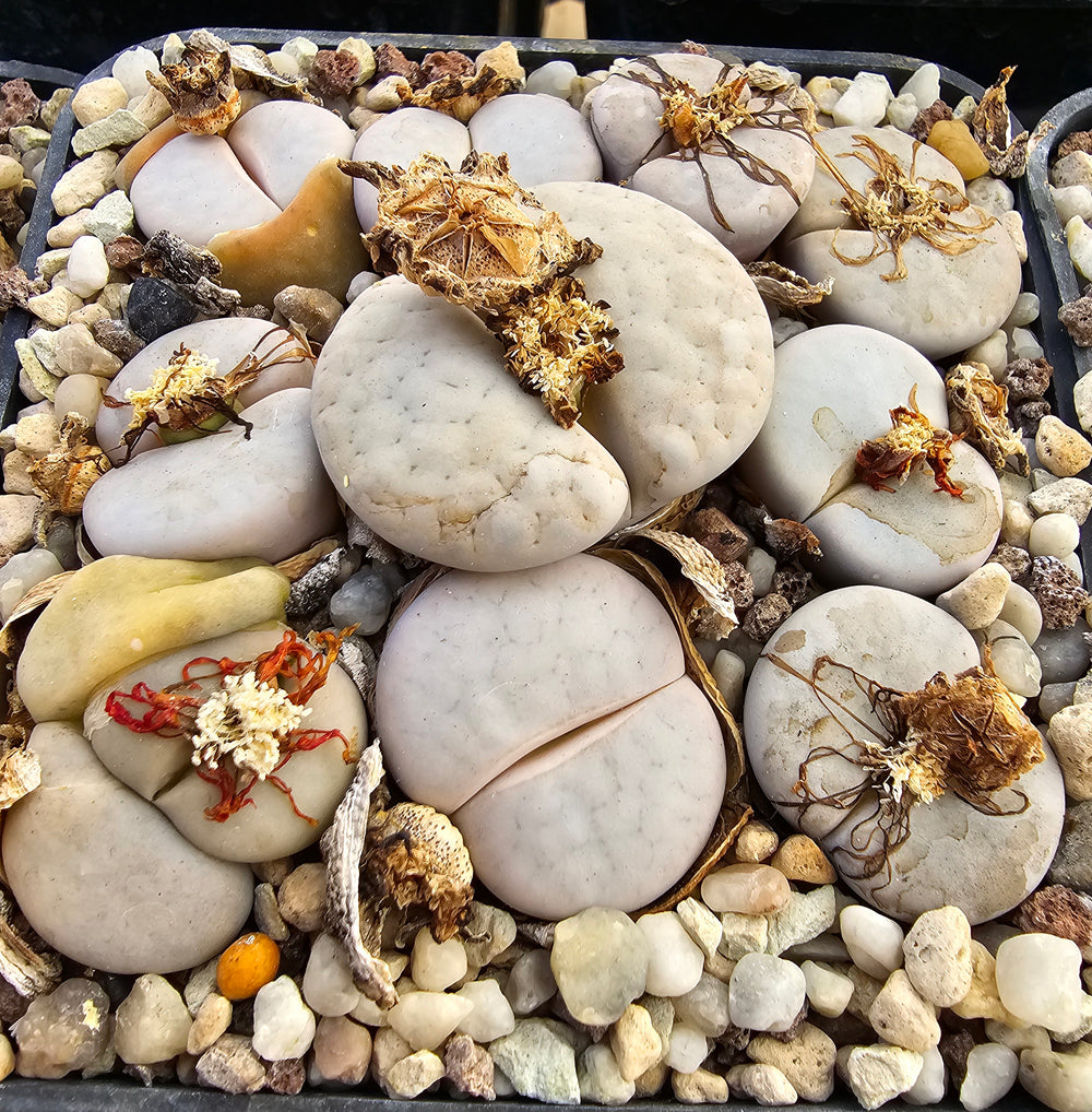 Lithops pseudotruncatella ssp. groendrayensis c 244- 20 seeds fresh