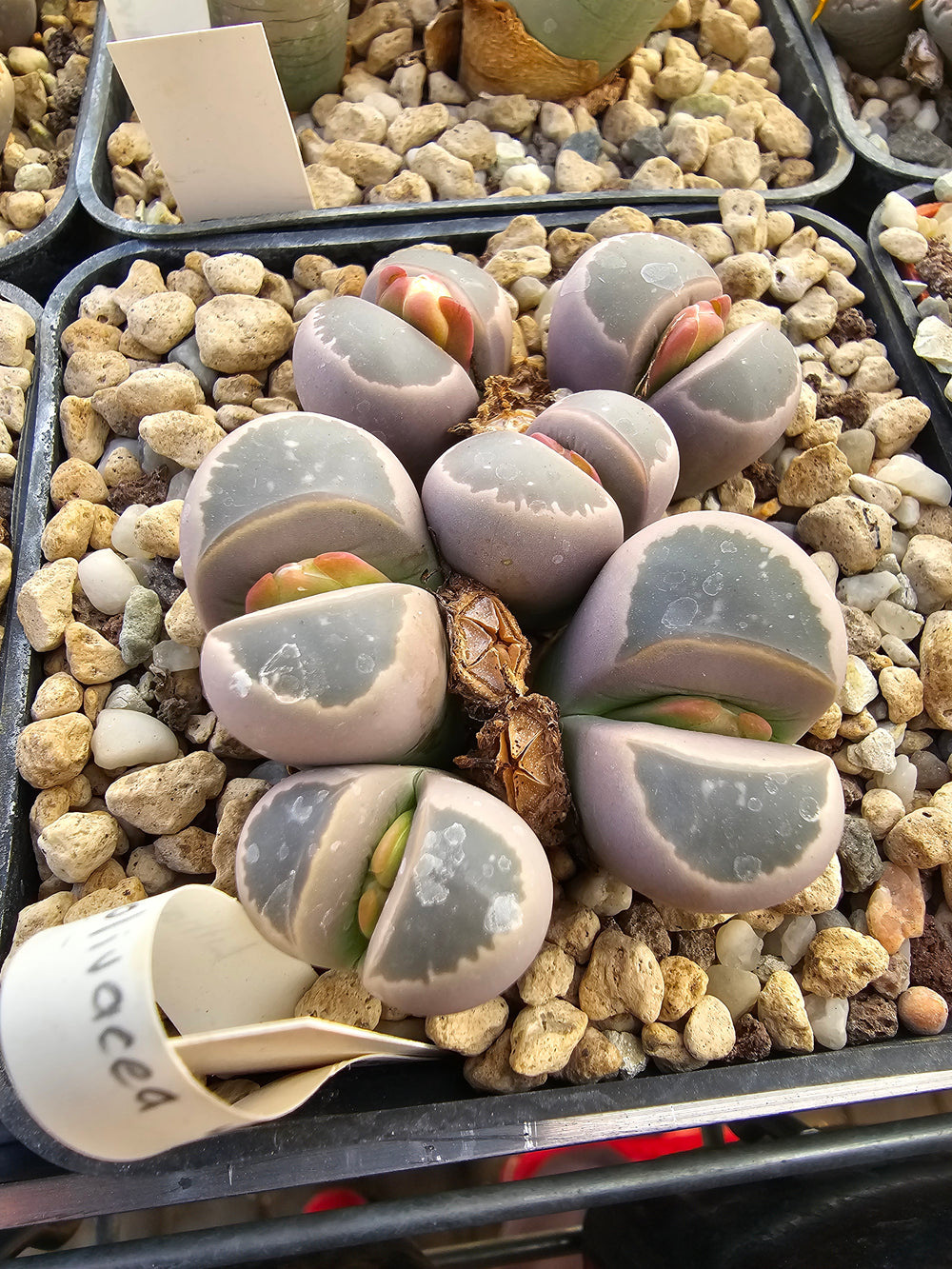 lithops olivacea c 162- 20 seeds fresh