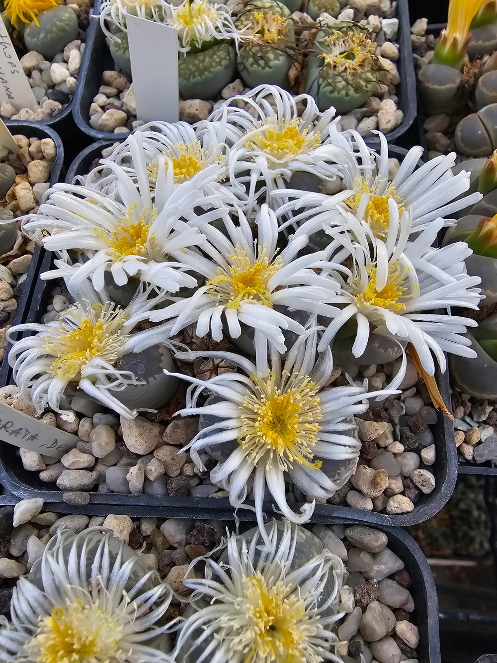 lithops marmorata v diutina -20 seeds fresh