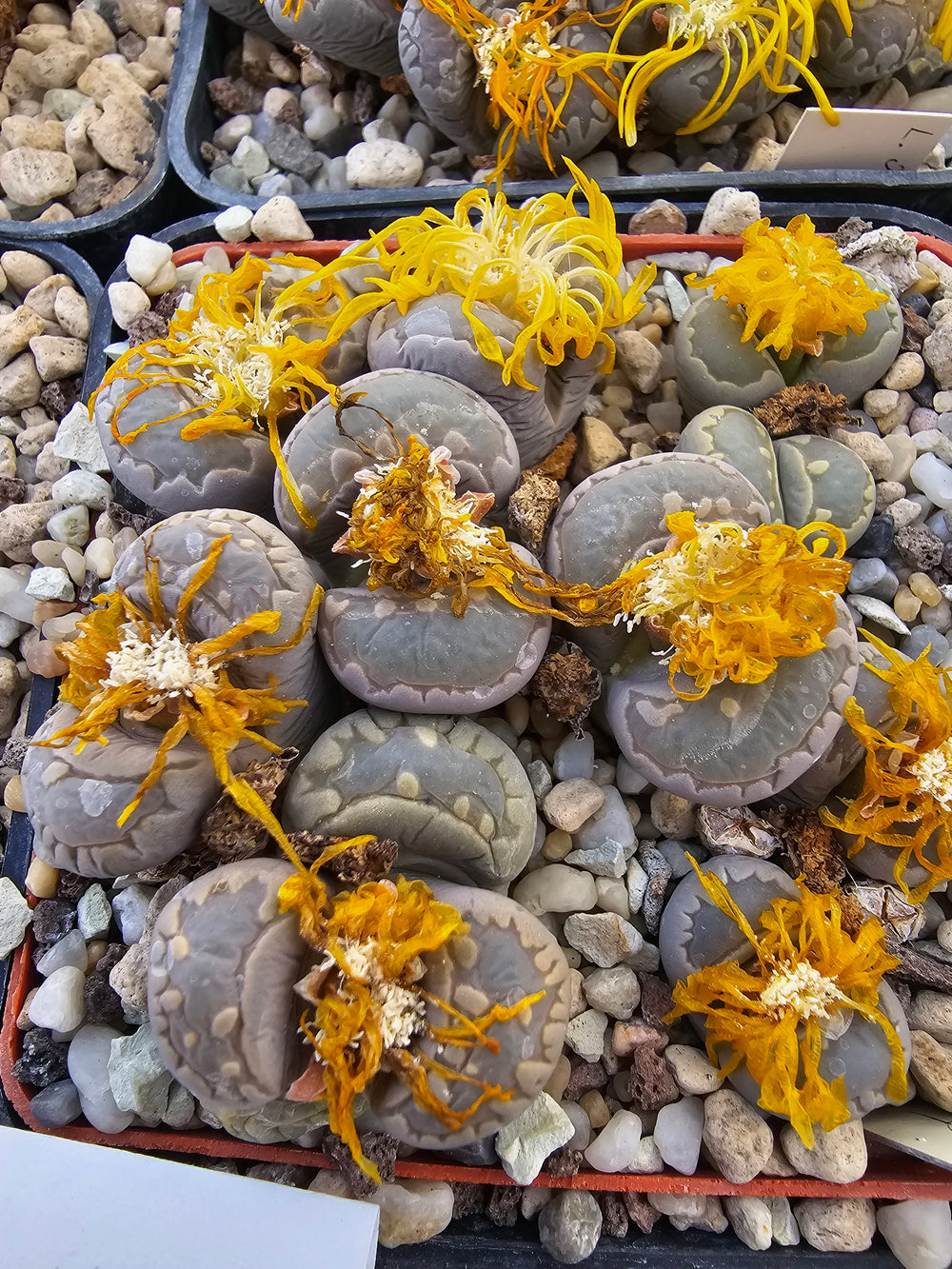 lithops otzeniana c 128  20 seeds fresh