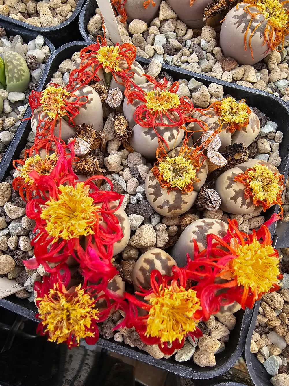 lithops dorotheae  c 124-20 seeds fresh