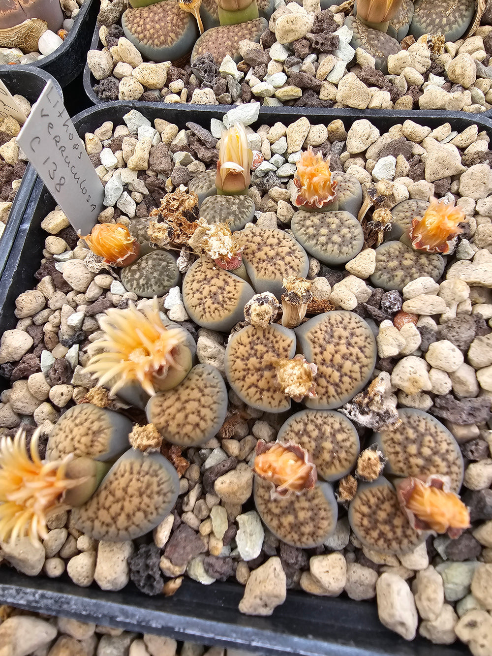 lithops verruculosa c 138- 20 seeds fresh