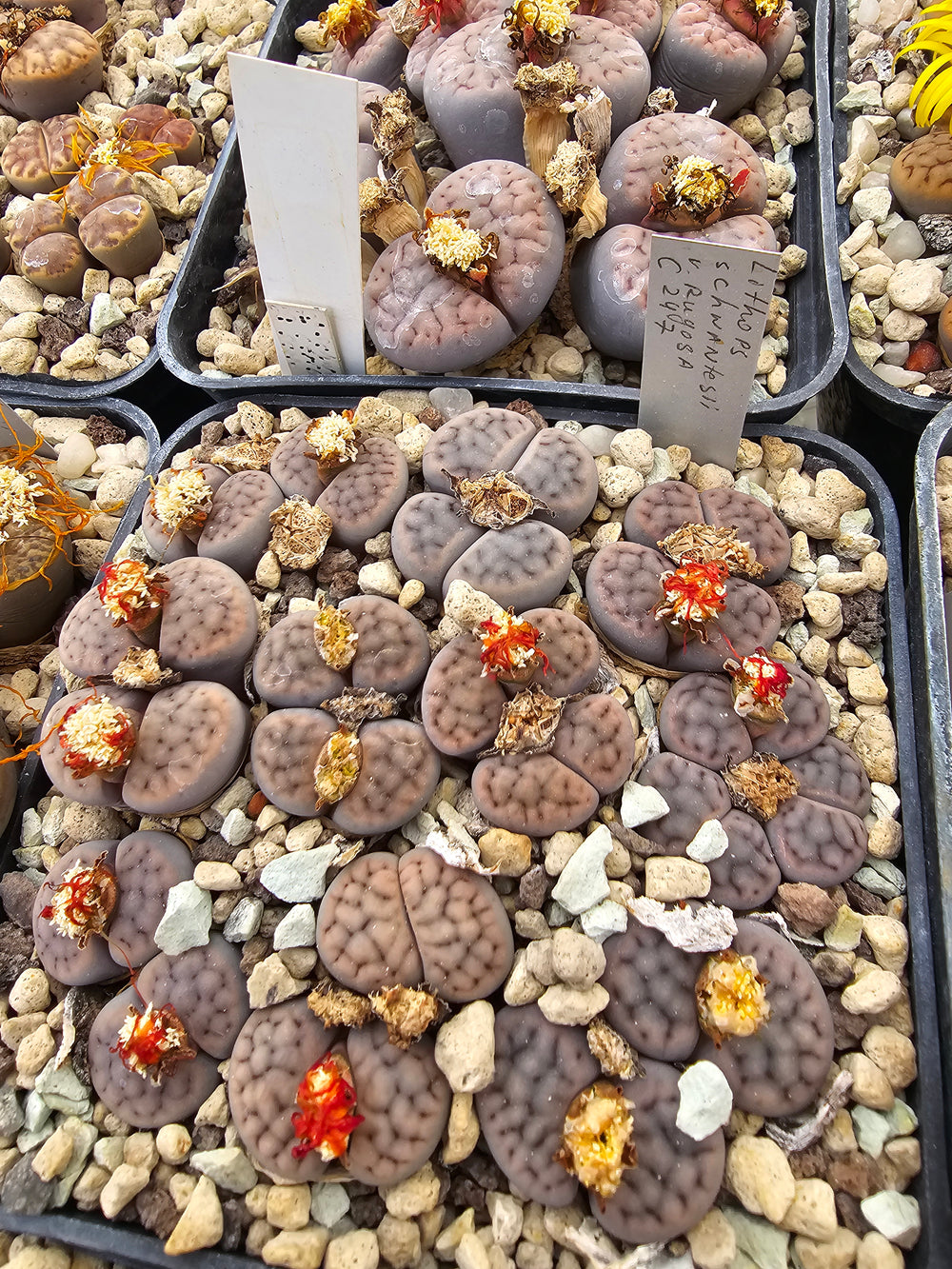 lithops schwantesii rugosa c247  20 seeds fresh