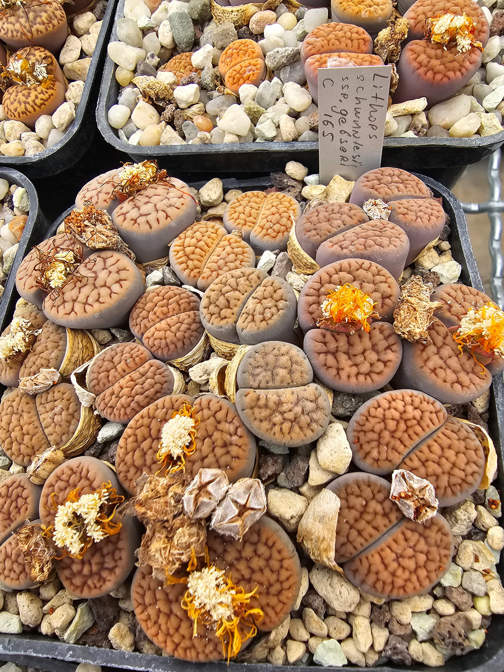 lithops schwantesii gebseri c 165 -20 seeds fresh