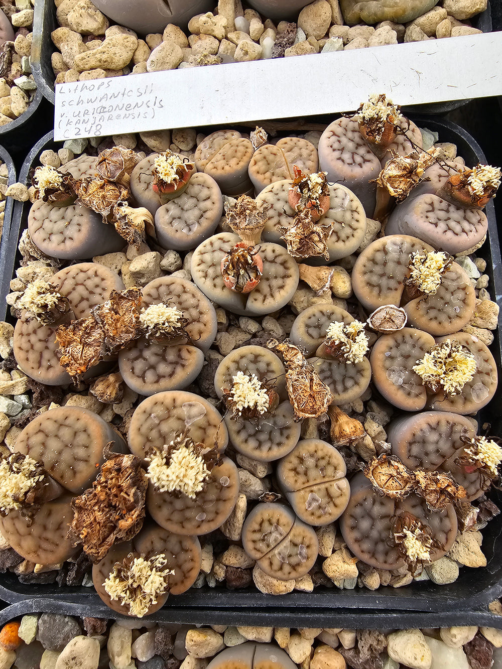 lithops schwantesii urikosensis c248  20 seeds fresh