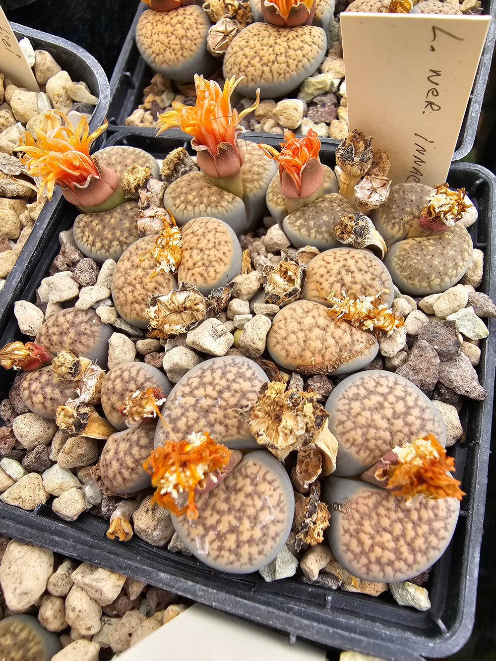 lithops verruculosa innae c 157- 20 seeds fresh