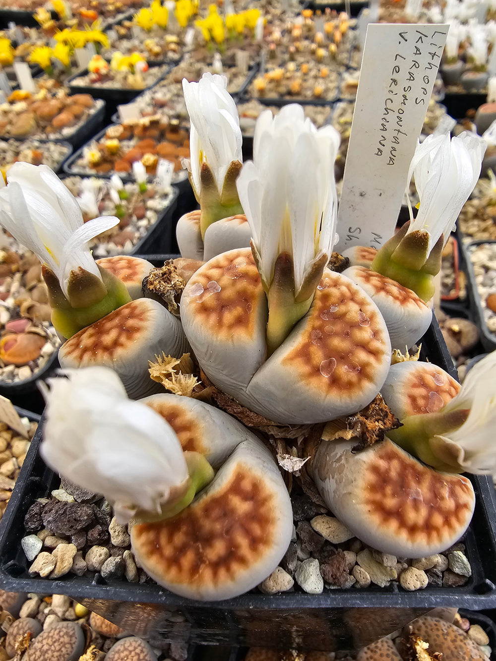 lithops karasmontana Lerichiana - 10 fresh seeds