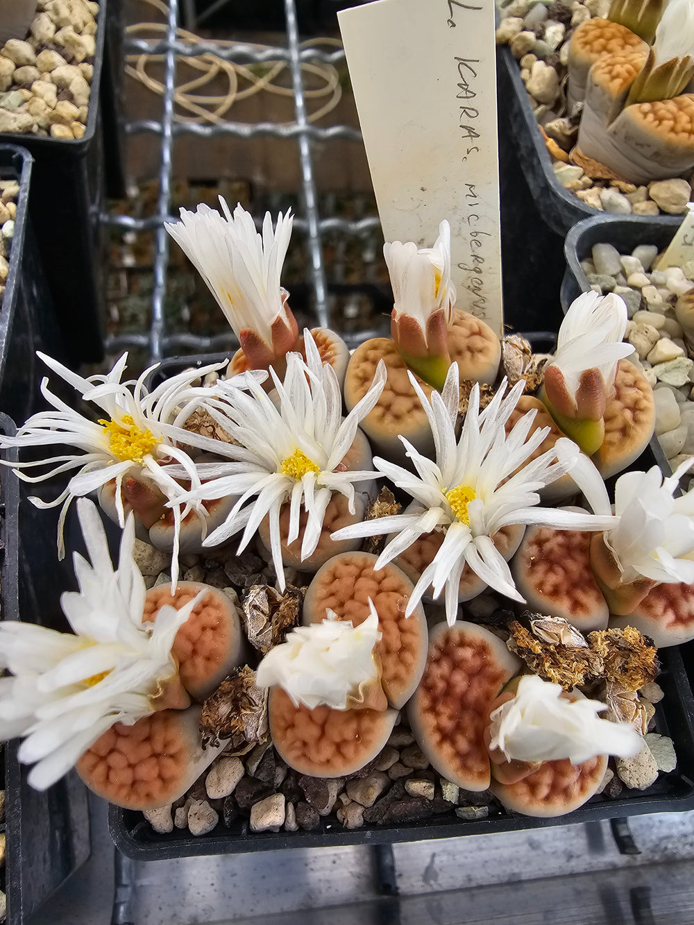 lithops karasmontana mickbergensis c 168-20 seeds fresh