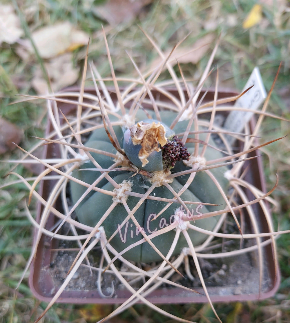 Gymnocalycium cardenasianum longuspinum selective form 10 SEEDS RARE cactus succulents seeds