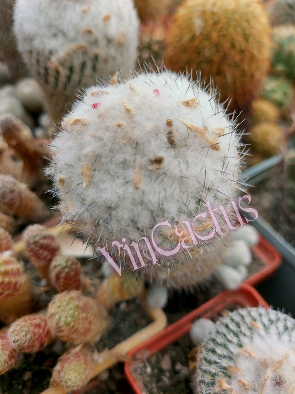 Epithelantha bokei v unguispina MG 370.5  seeds 10 cactus seeds