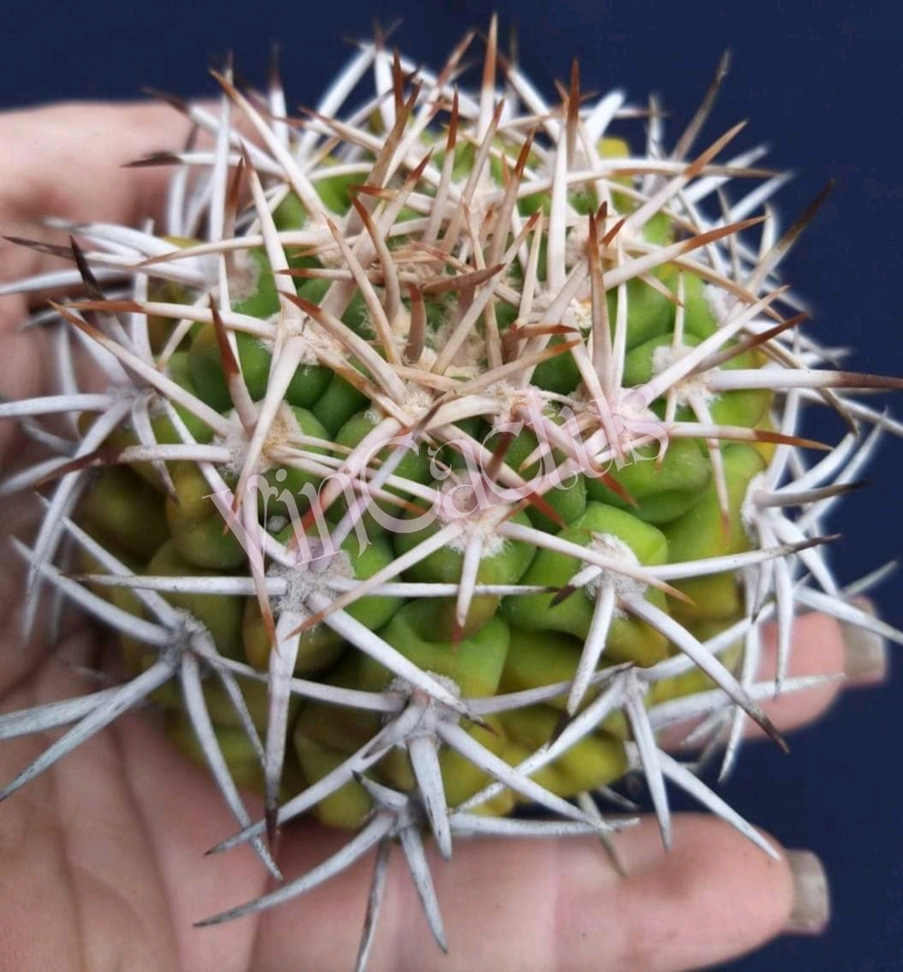 Gymnocalycium  ferox var ferocior 468.85 MG  10 SEEDS RARE cactus succulents seeds