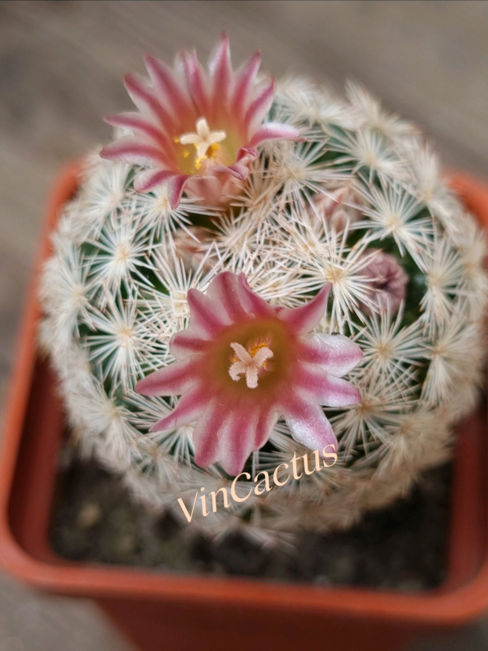 mammillaria lasiacantha SB 67 --- 10 seeds