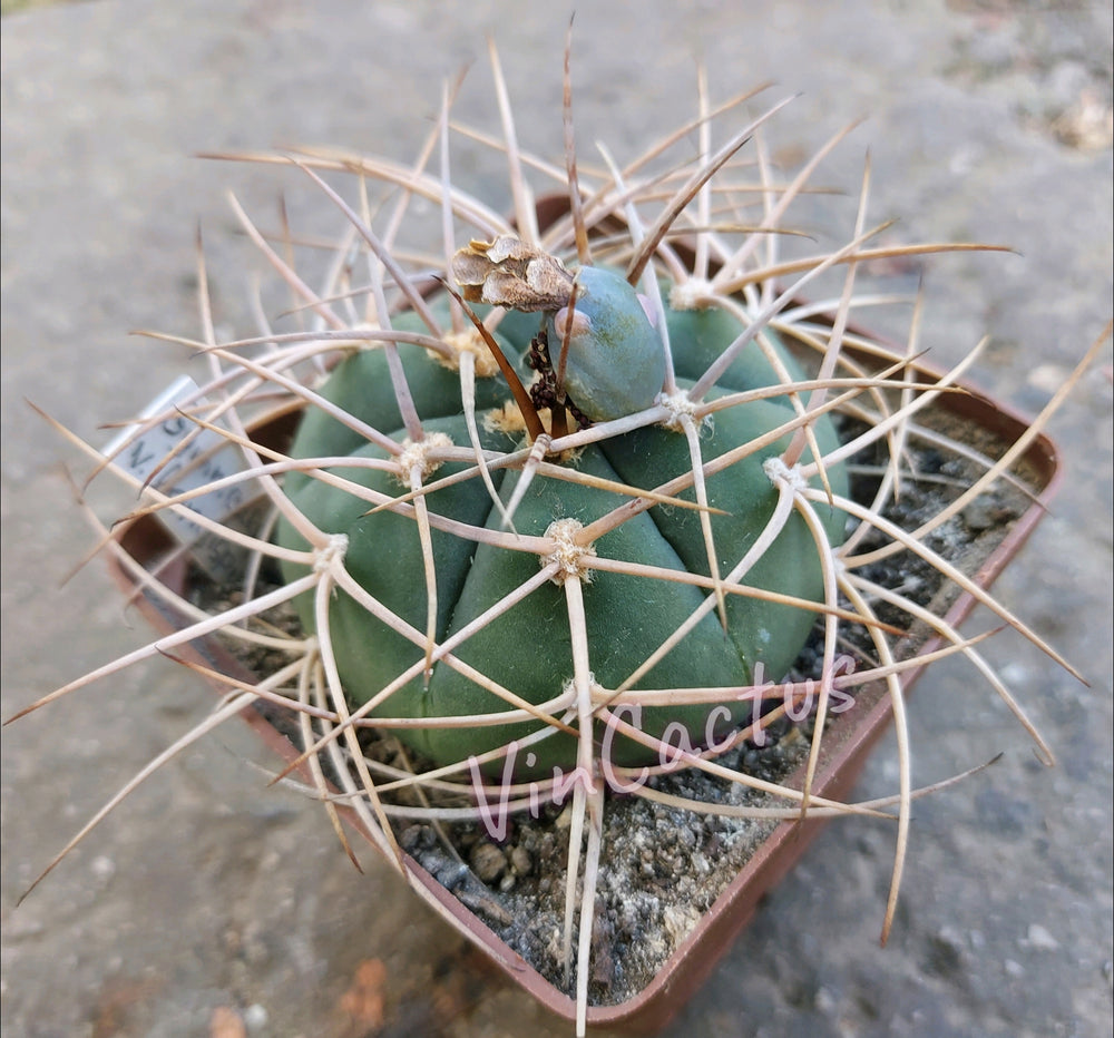 Gymnocalycium cardenasianum longuspinum selective form 10 SEEDS RARE cactus succulents seeds