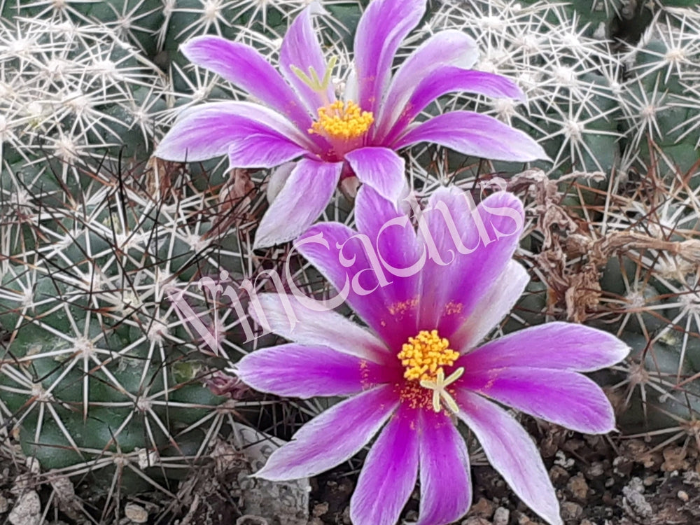 Mammillaria ex. Bartschella  schumannii 10 SEEDS  fresh . Very rare.