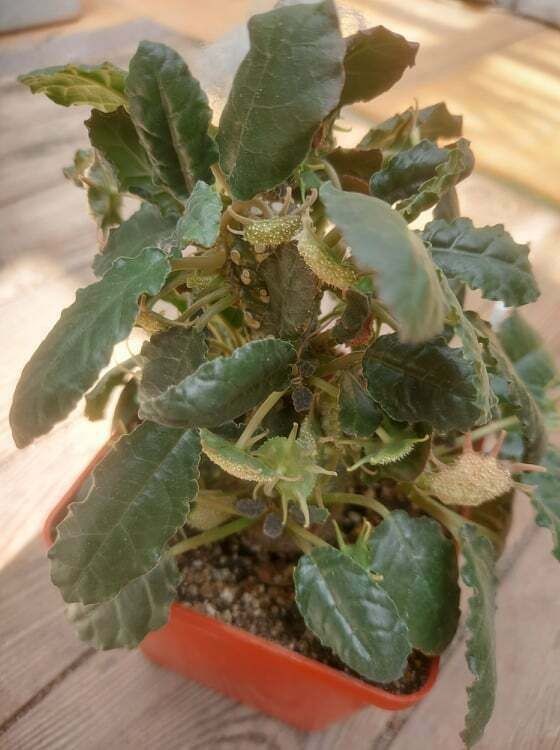 Dorstenia LAV20546 aff. crispa  10 seeds caudex