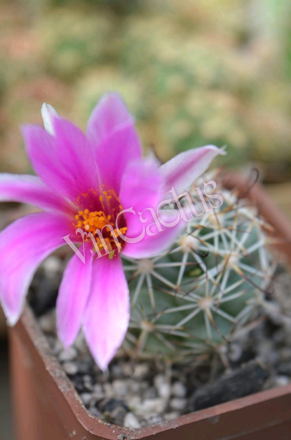 Mammillaria ex. Bartschella  schumannii 10 SEEDS  fresh . Very rare.