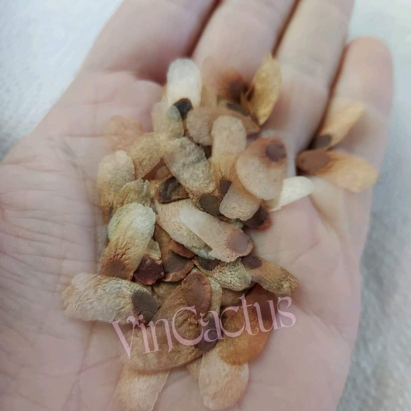 Dioscorea elephantipes (Testudinaria) 10 Seeds