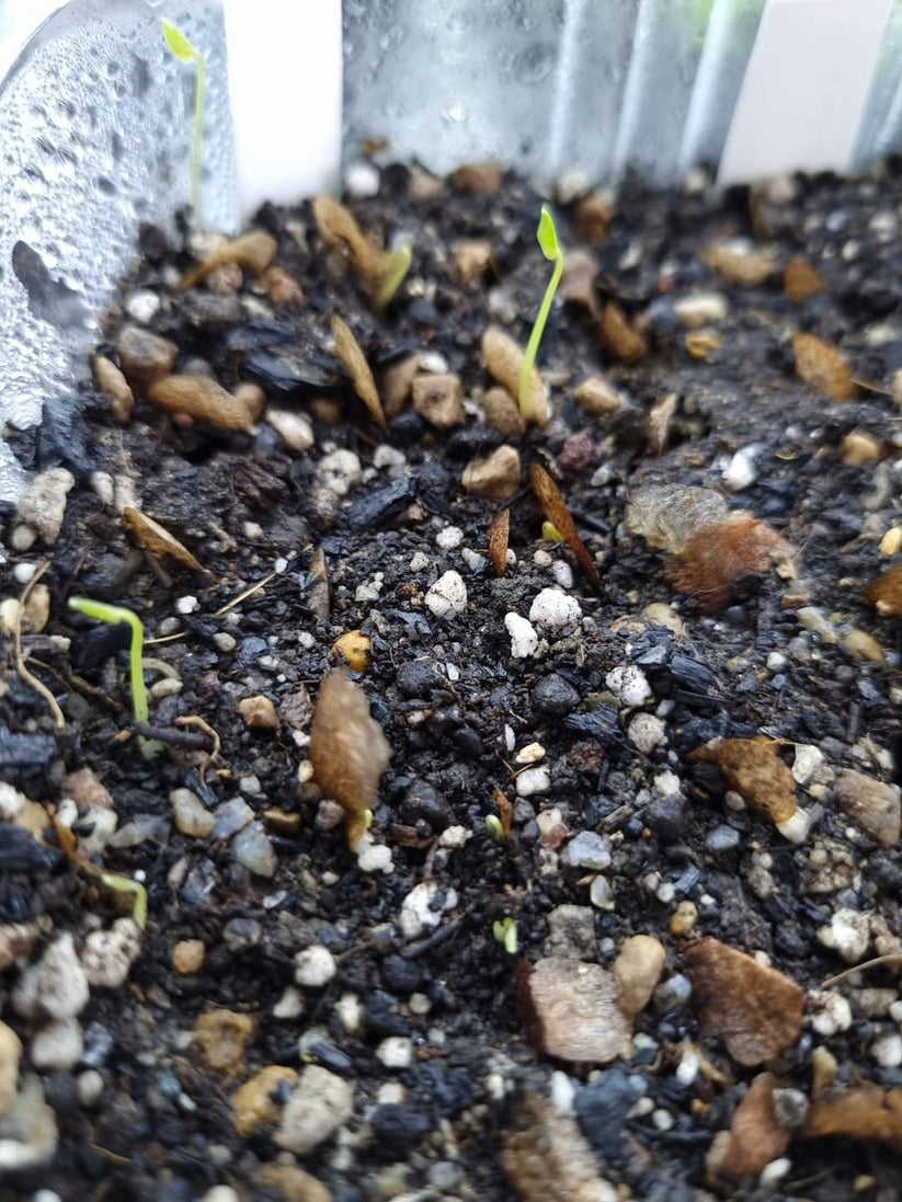 Dioscorea elephantipes (Testudinaria) 10 Seeds
