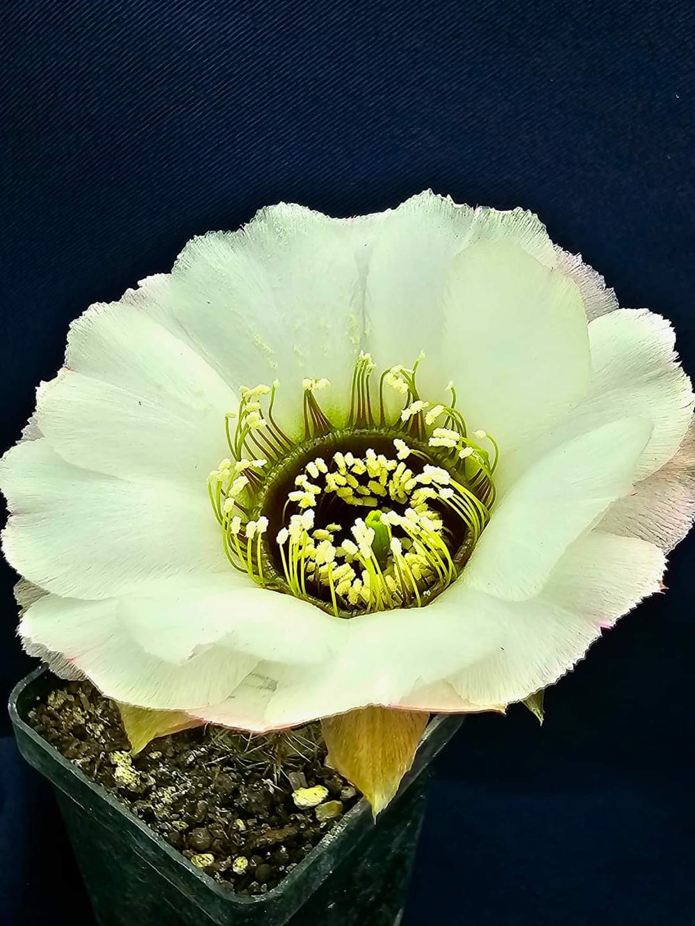 Lobivia jajoiana anemone 10 seeds  fresh seeds