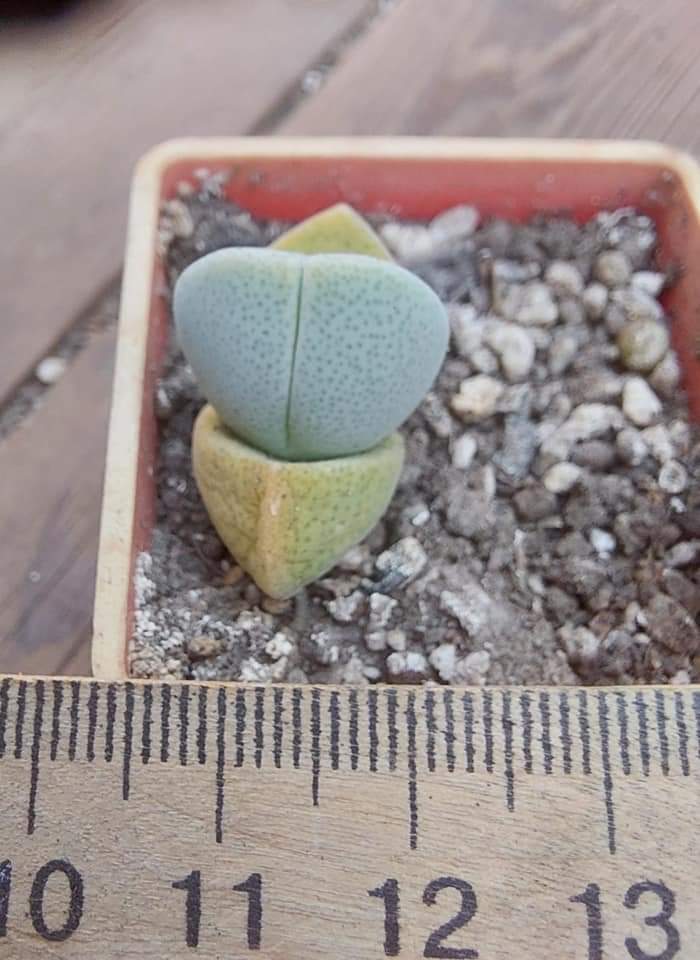 Dinteranthus microspermus 50 seeds fresh seeds Living stones