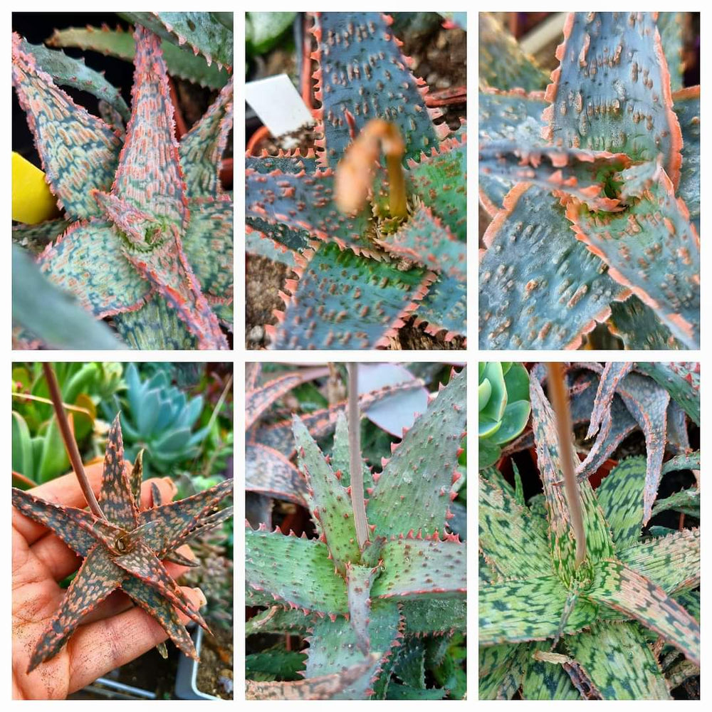 Aloe hybrid miniature Red color 10 seeds