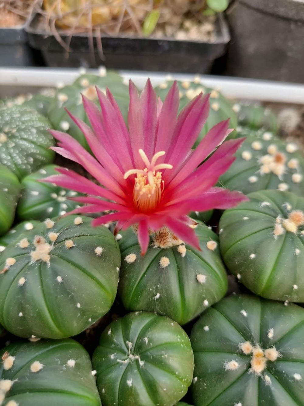 Astrophytum asterias cv Akabana 10 seeds