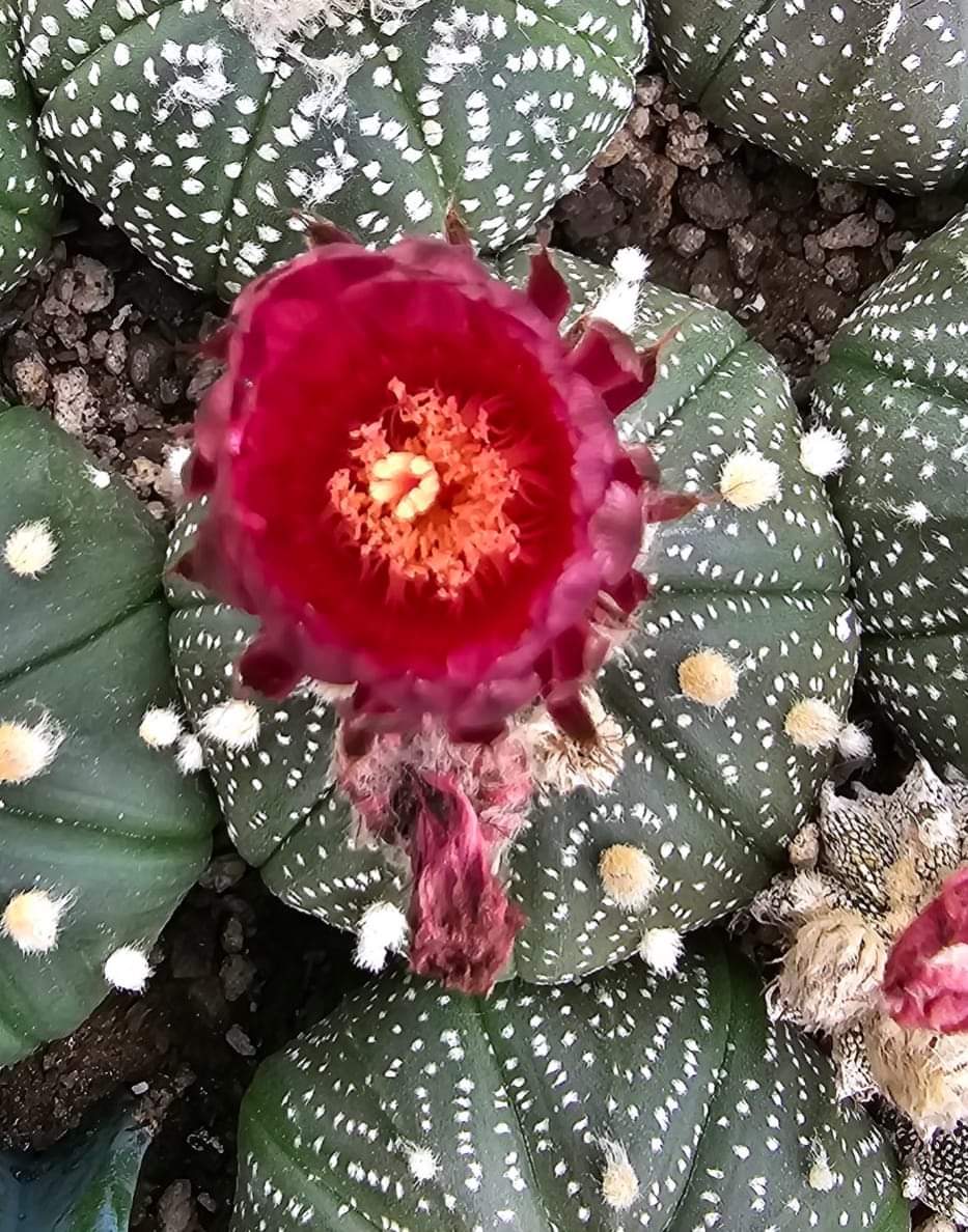 Astrophytum asterias cv Akabana 10 seeds