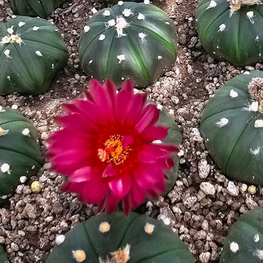 Astrophytum asterias cv Akabana 10 seeds