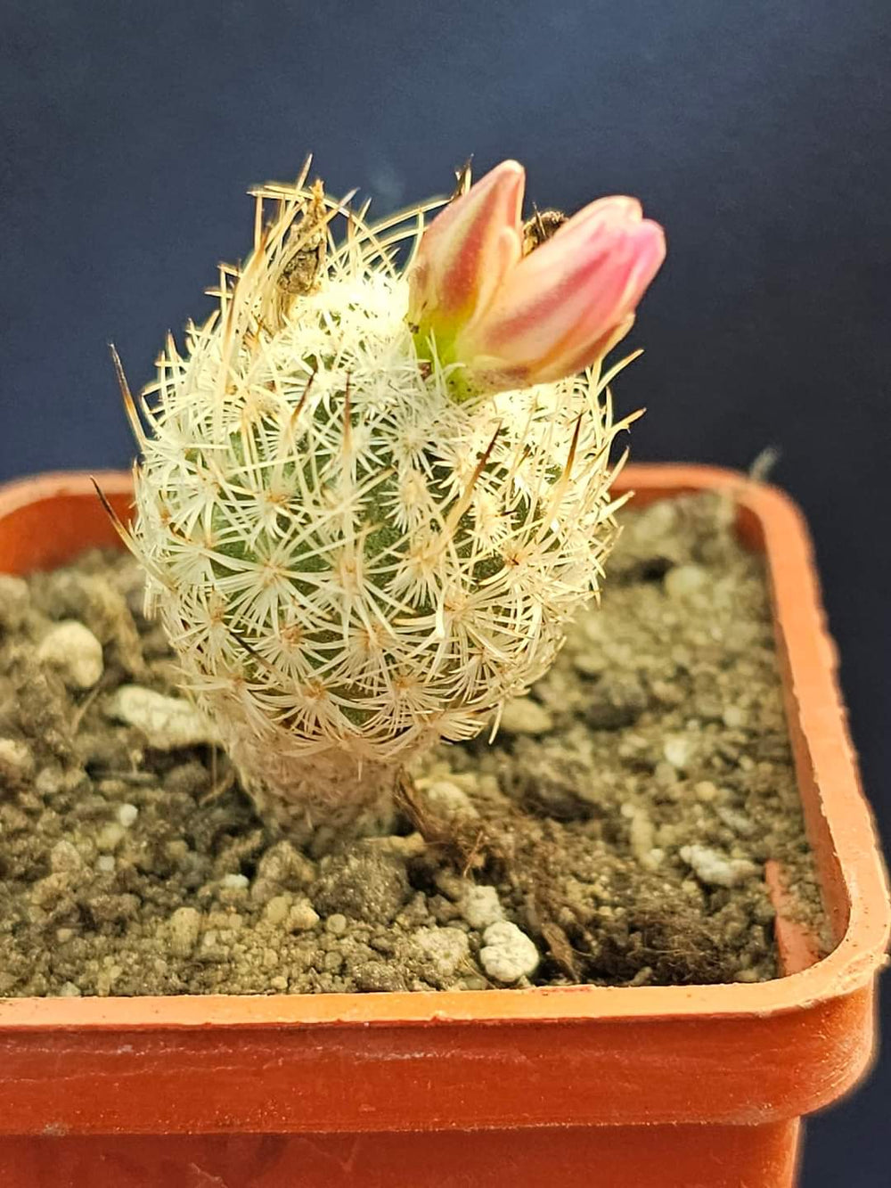 gymnocactus subterraneus v. zaragosae 10 seeds