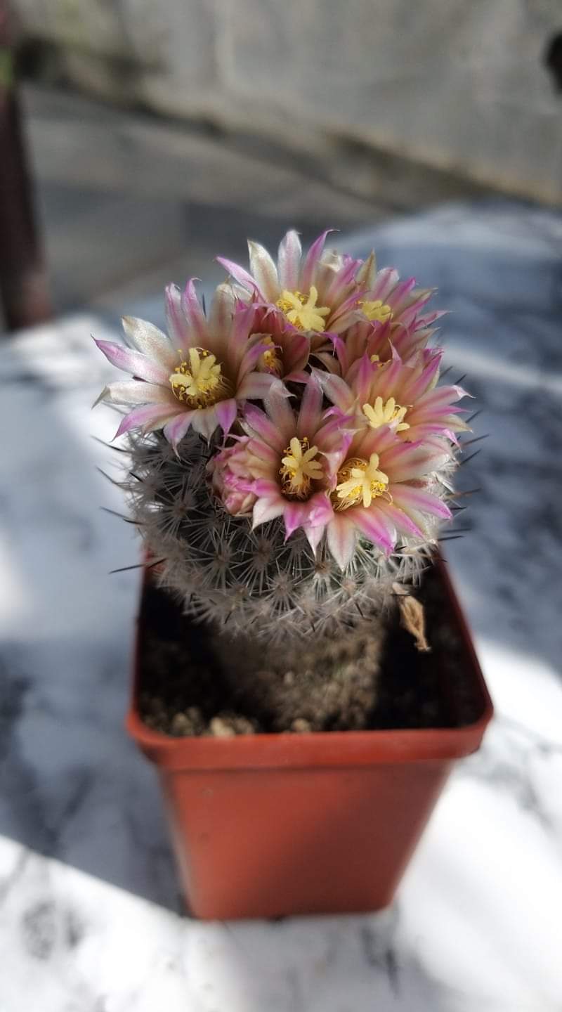 gymnocactus subterraneus v. zaragosae 10 seeds