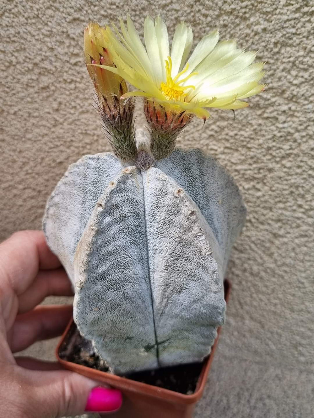 astrophytum coahuilense 10 seeds