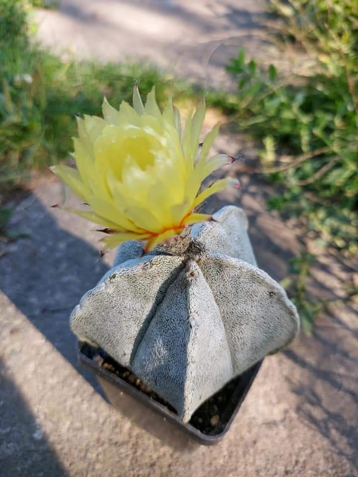 astrophytum coahuilense 10 seeds