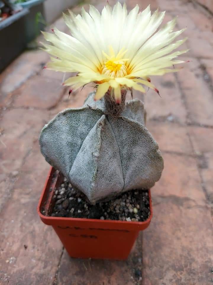 astrophytum coahuilense 10 seeds