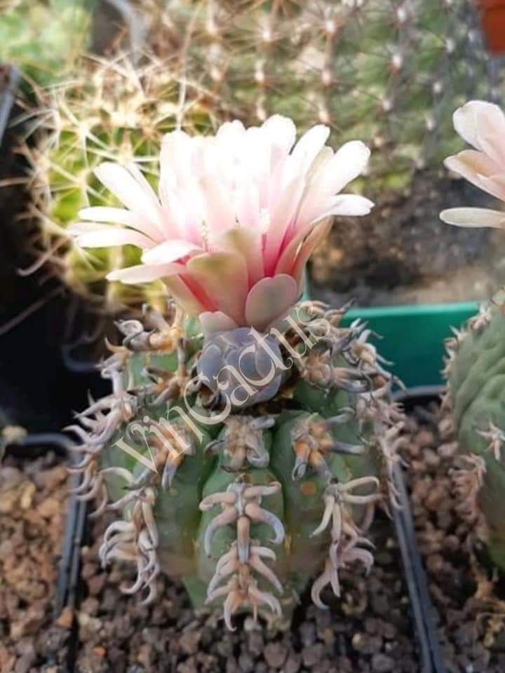 Gymnocalycium spegazzinii v unguispinum 10 SEEDS RARE cactus succulents seeds