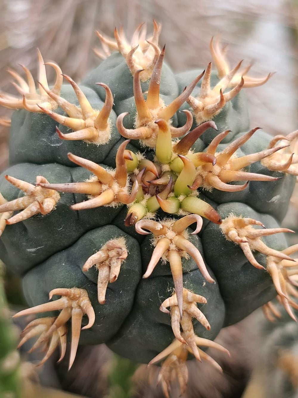 Gymnocalycium spegazzinii v unguispinum 10 SEEDS RARE cactus succulents seeds