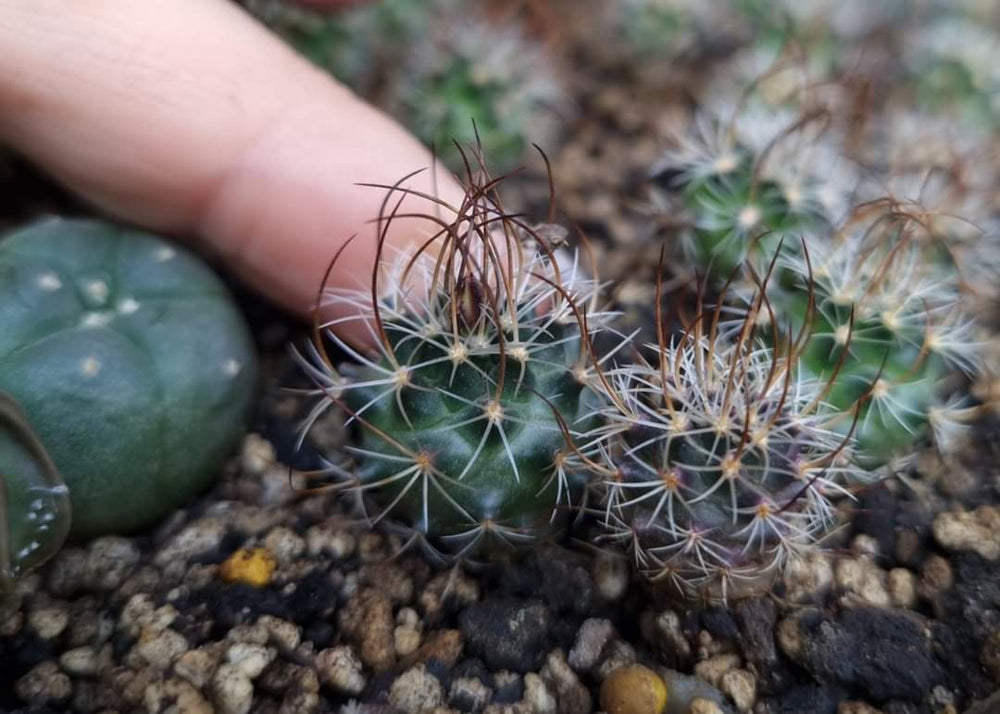 Turbinicarpus graminispinus. (Nuevo Leon). 10 seeds