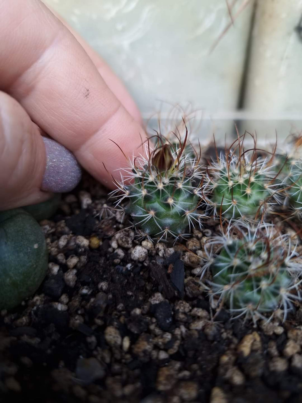 Turbinicarpus graminispinus. (Nuevo Leon). 10 seeds