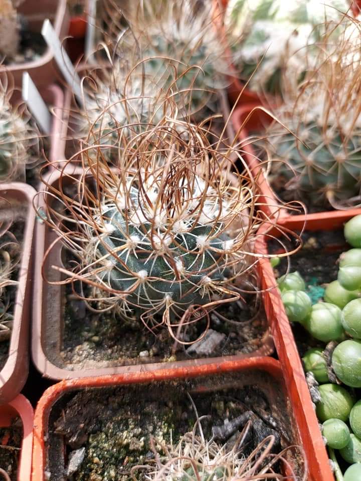 Turbinicarpus graminispinus. (Nuevo Leon). 10 seeds